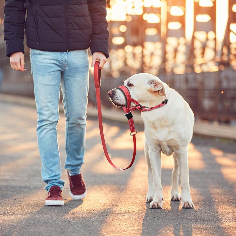 Reflective Nylon Dog Head Collar and Leash Set with Adjustable Fit