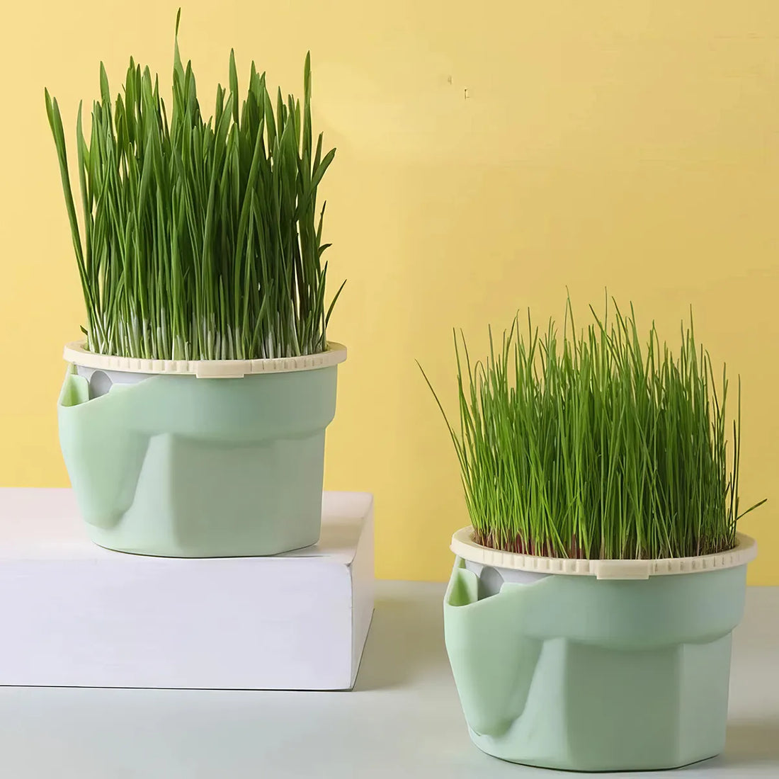 Layered Cat Grass Growing Cup