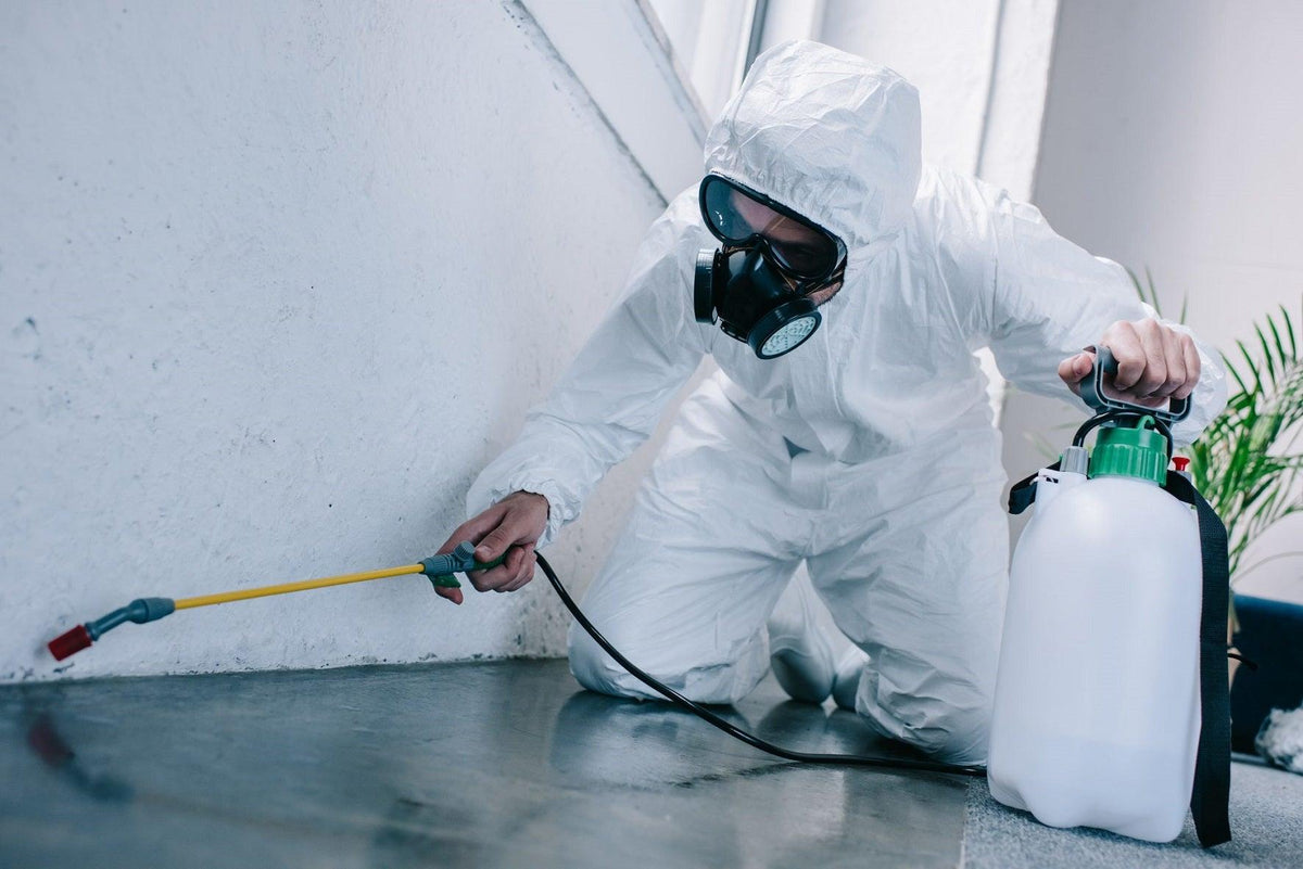 How to Apply Pest-Control Spray? - Trendha