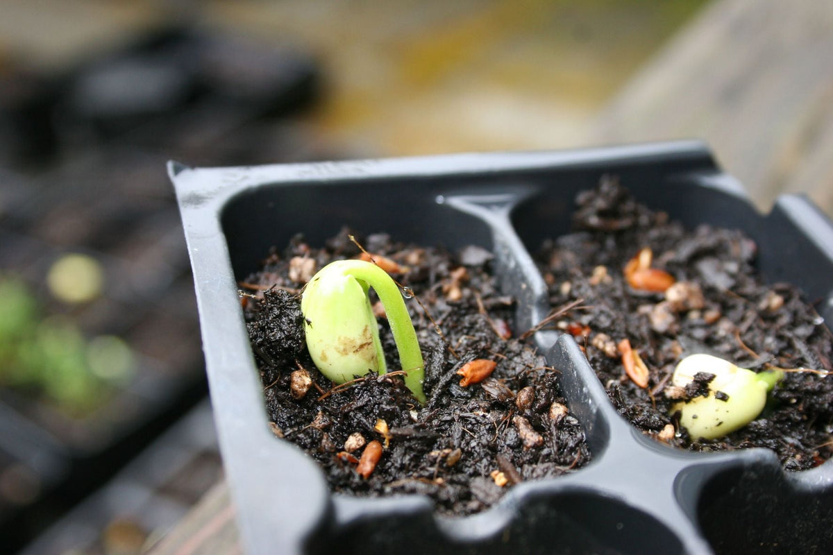 Seed-Starting Trays vs Individual Pots: Which Setup Makes Transplanting Easier?