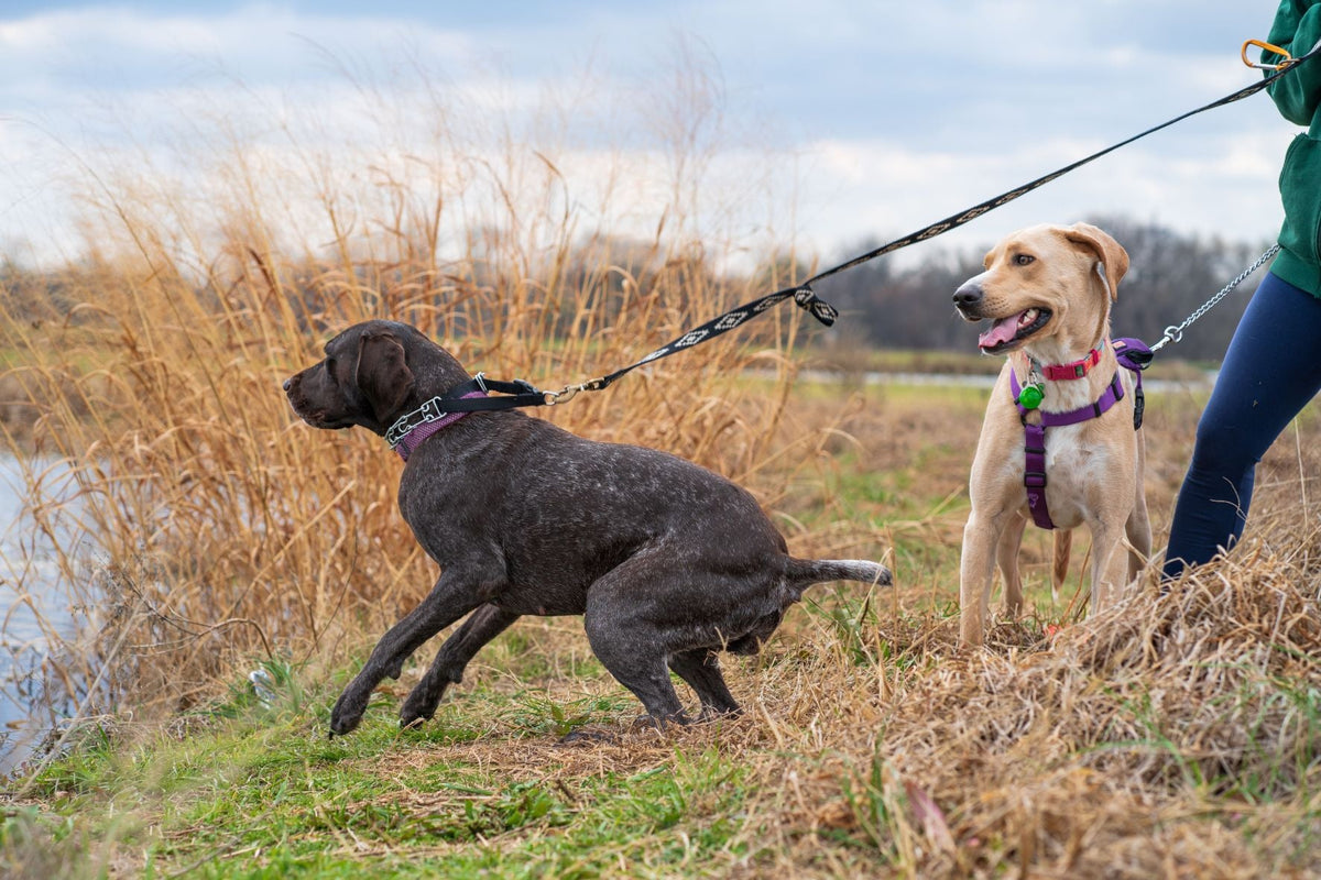 Why Some Dogs Pull More on Certain Leashes: Exploring Leash Design and Handling