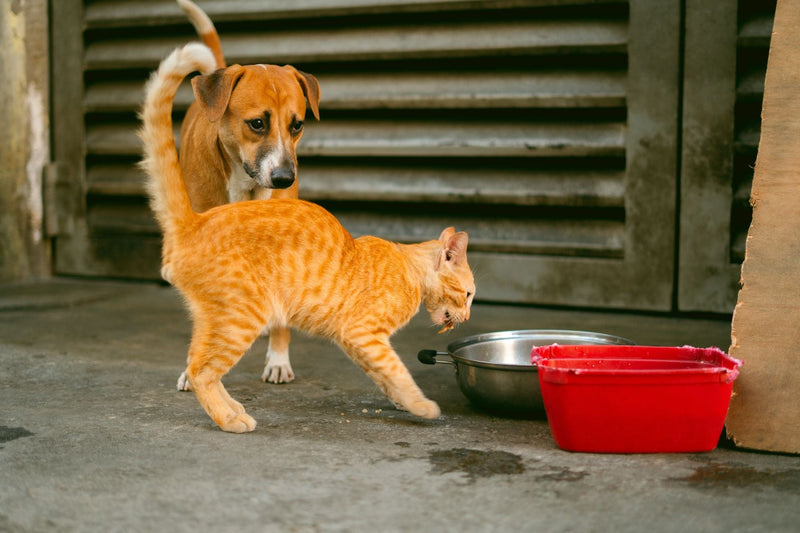 Why Bowl Material Matters for Pet Feeding: Stainless Steel, Ceramic or Plastic?