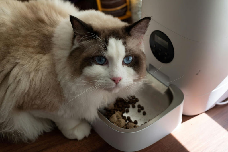 Automatic Pet Feeders: Do They Improve Pet Behavior and Feeding Habits?