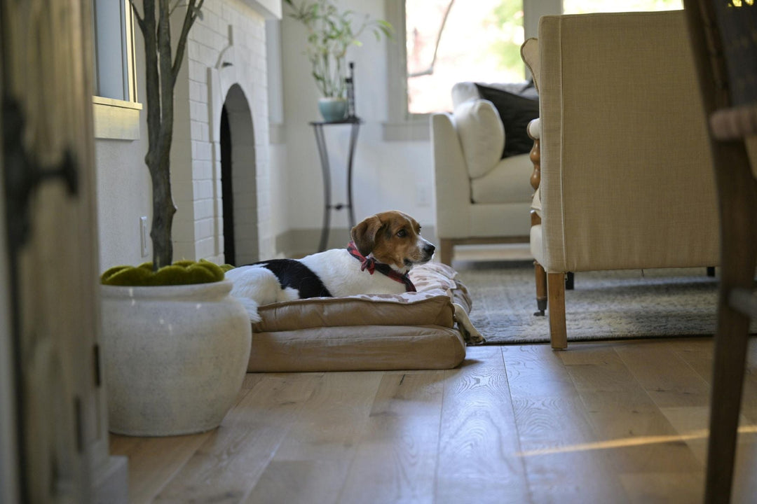 Pet-Friendly Home Design: Stylish Interiors That Work for Pets