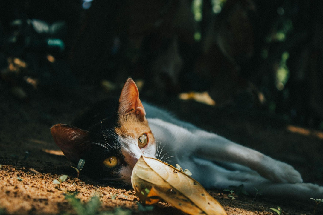 Vertical Territory: Why Cats Benefit From Thinking in Three Dimensions