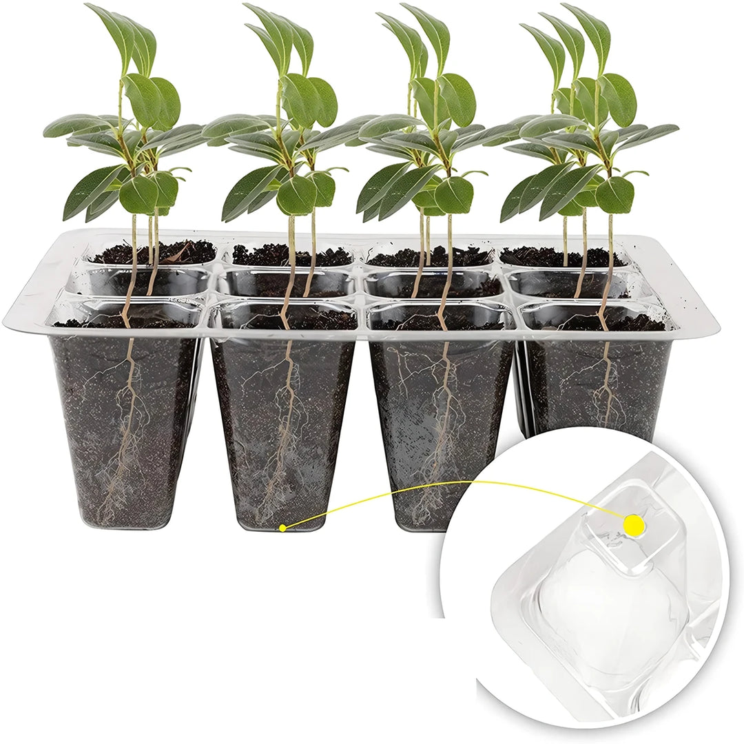 12-Cell Seedling Tray with Humidity Dome and Drainage Holes