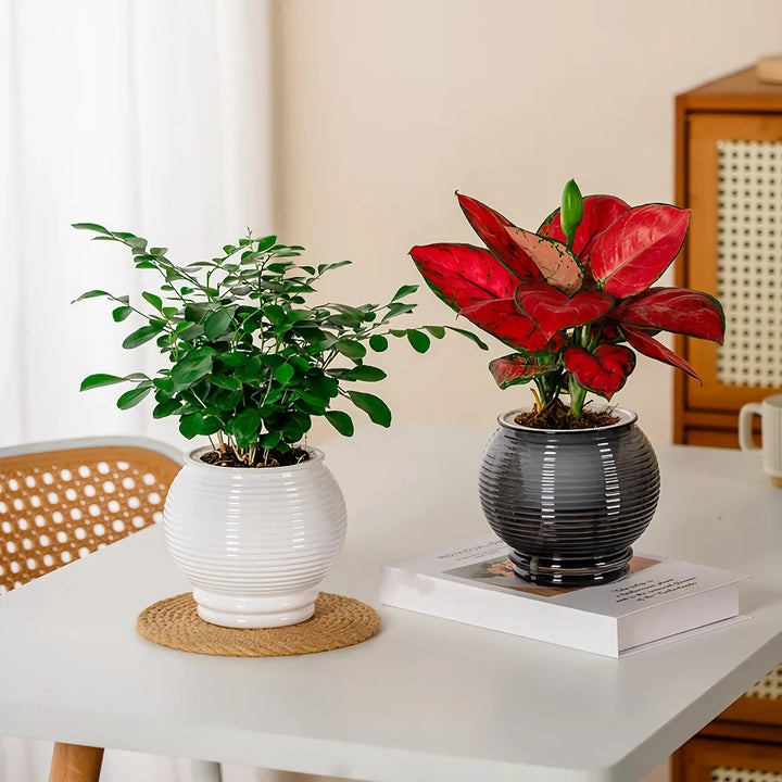 Self-Watering Indoor Succulent Planter