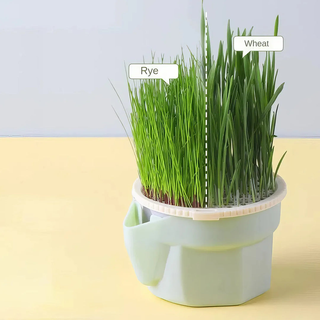 Hierarchical Cat Grass Cultivation Cup: Grow Fresh Catnip Easily