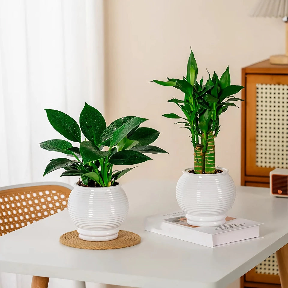 Self-Watering Indoor Succulent Planter