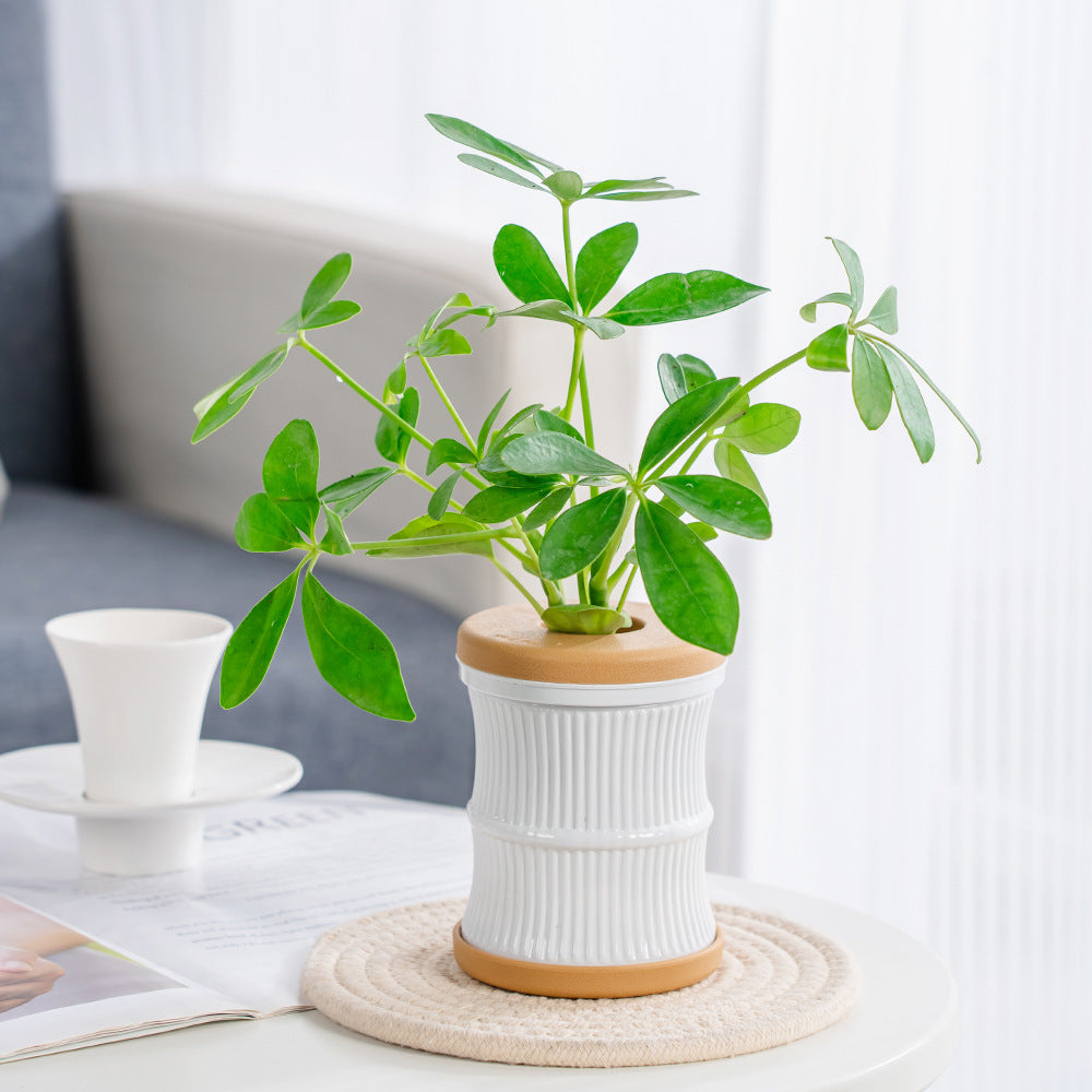 Mini Hydroponic Flower Pot