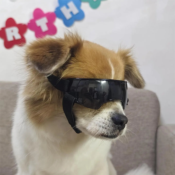 Small Dog Sunglasses