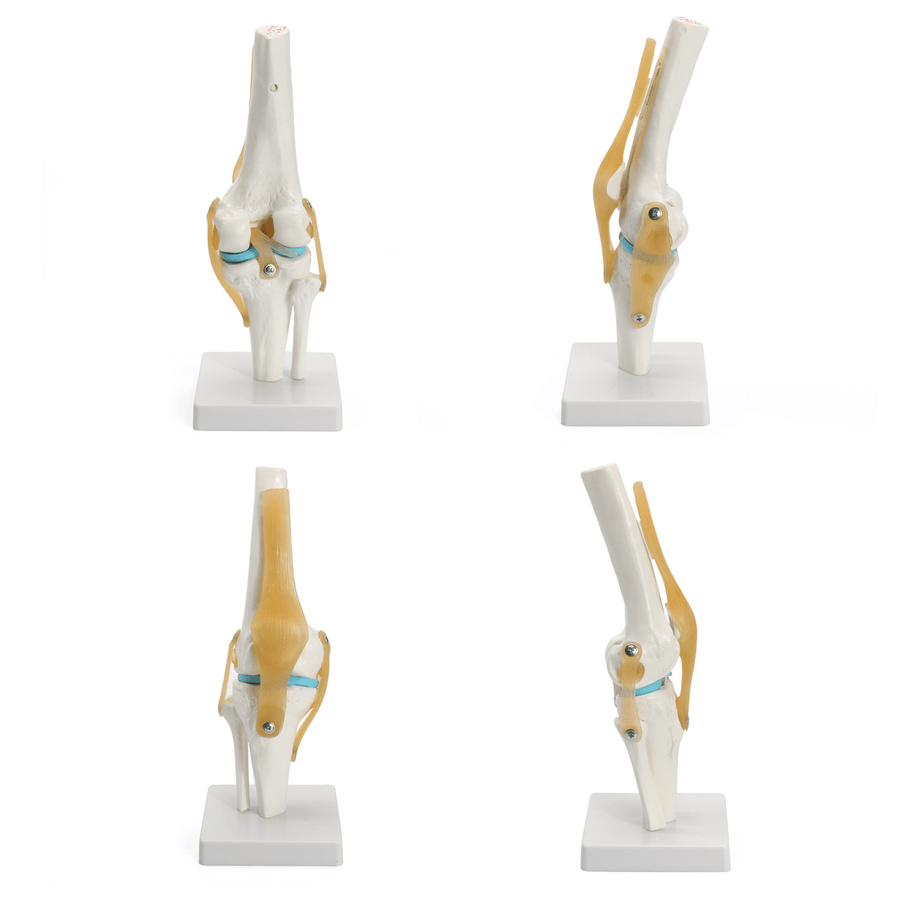Knee Joint Model Human Skeleton Anatomy Study Display Teaching 1 Set - Trendha
