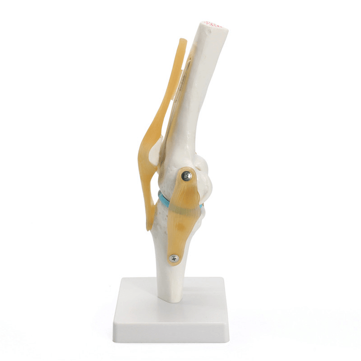 Knee Joint Model Human Skeleton Anatomy Study Display Teaching 1 Set - Trendha