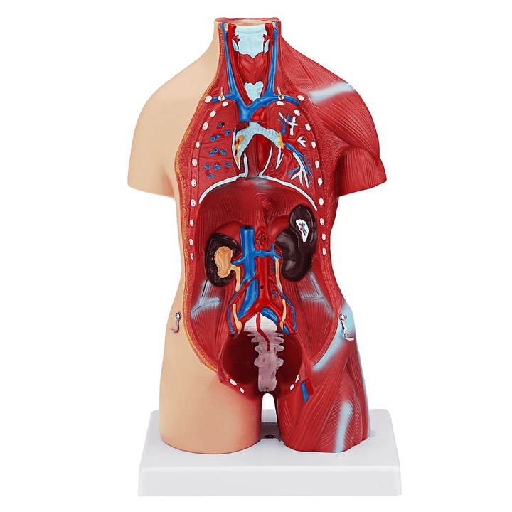55Cm Human Anatomy Unisex Torso Assembly Visceral Anatomical Model - Trendha