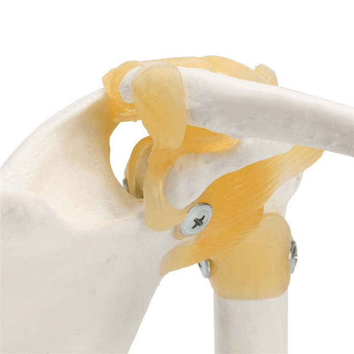 NEW Life Size Anatomical Functional Human Shoulder Joint Teaching Model - Trendha