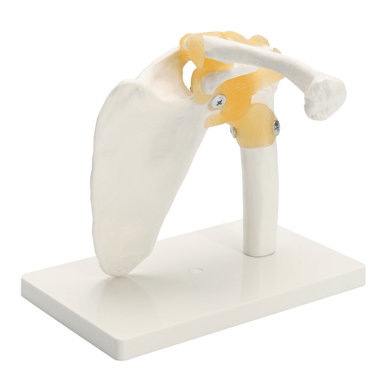 NEW Life Size Anatomical Functional Human Shoulder Joint Teaching Model - Trendha
