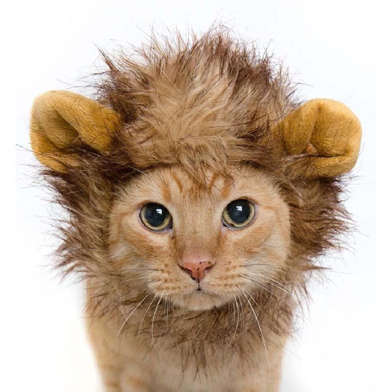 Funny Warm Themed Cat's Hat - Trendha