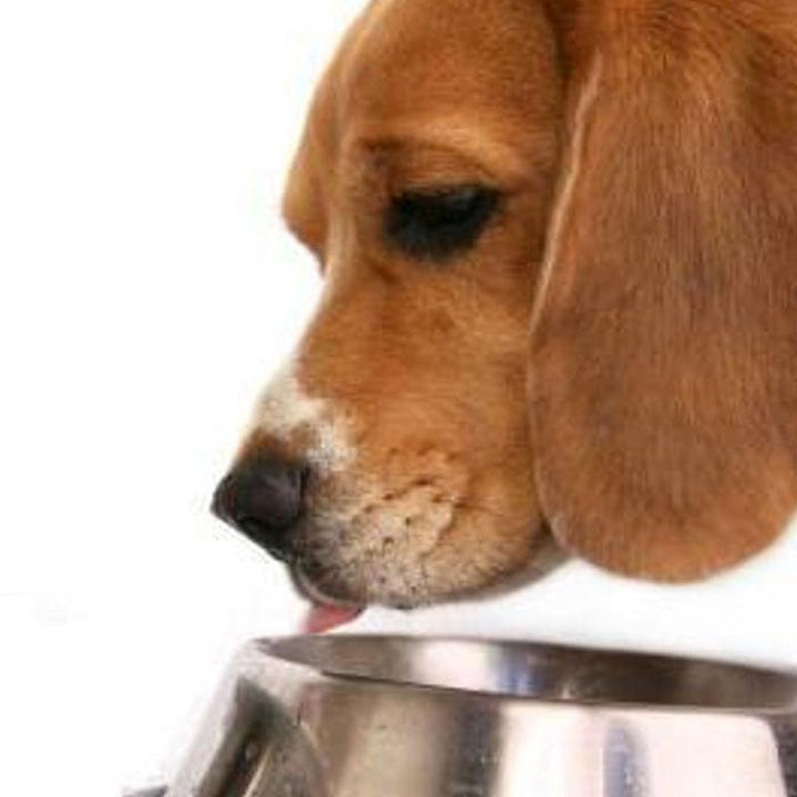 Pet Stainless Steel Bowl with Anti-Slip Pad - Trendha