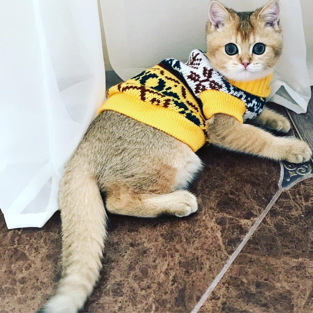 Pretty Warm & Soft Cat's Sweater - Trendha