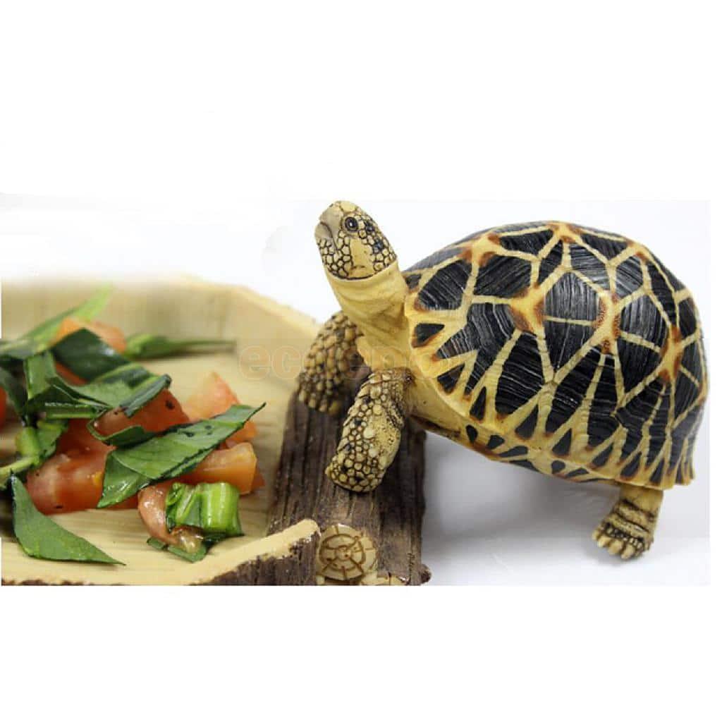 Reptiles & Amphibians Feeding Bowl - Trendha