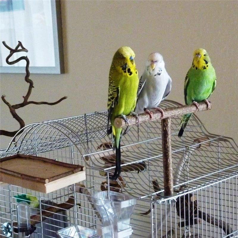 T-Shaped Bird's Perch - Trendha
